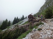 30 Abete schiantato dalla neve alla radice...